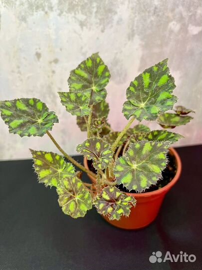 Бегония тигровая