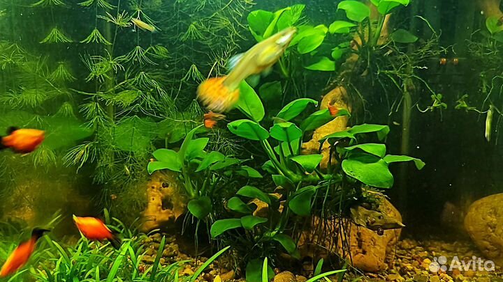 Нерестовик для аквариума (
