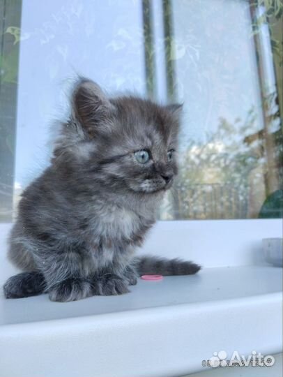 Отдам в добрые руки