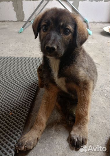 Щенок девочка в добрые руки