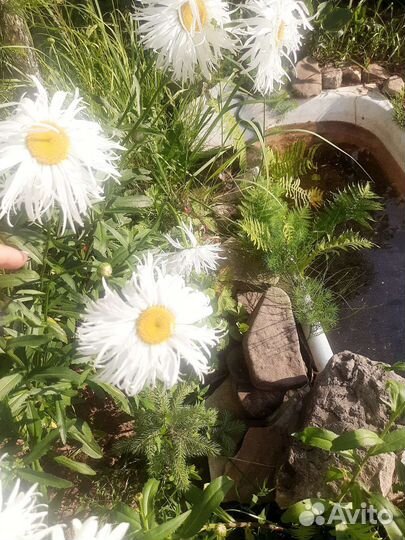 Рассада ромашки садовой крупной