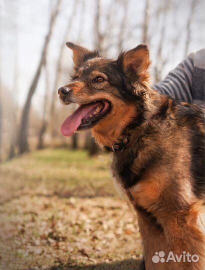 Спасите собаку из приюта