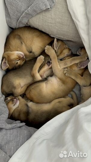 Абиссинские котята