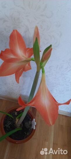Шикарные цветы Гиппеаструм, Лилия комнатная