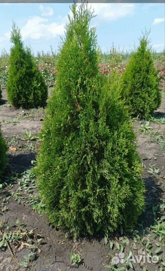 Туя Смарагд