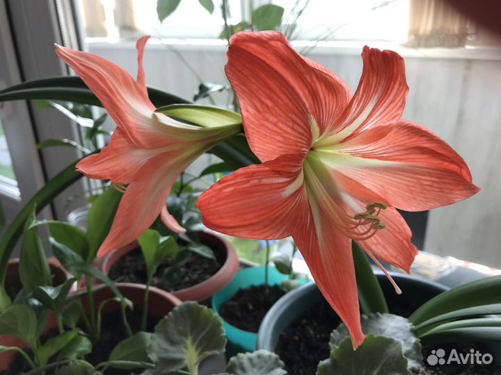 Комнатные растения