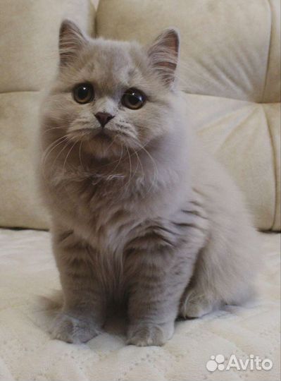 Британская длинношерстная кошечка