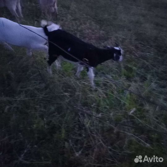 С/х животные