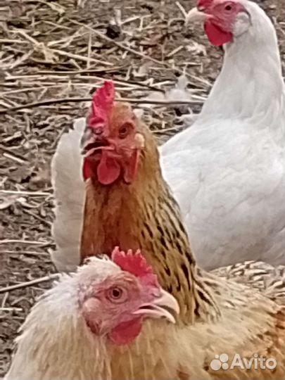 Домашние куриные яйца