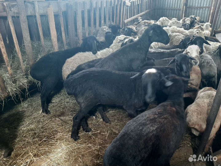Продам баран