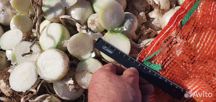 Лук на перо Стардаст