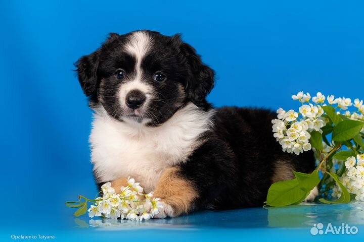 Миниатюрная Американская овчарка