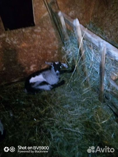 Козел альпийский