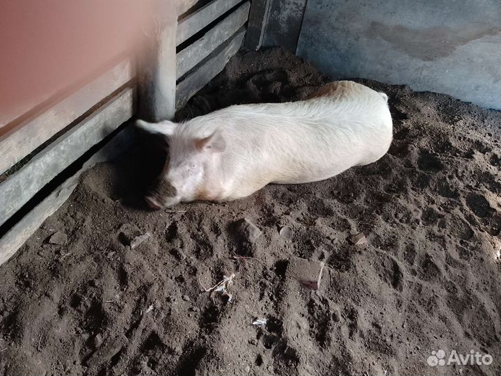 Хряк на племя