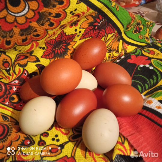 Яйца для инкубации