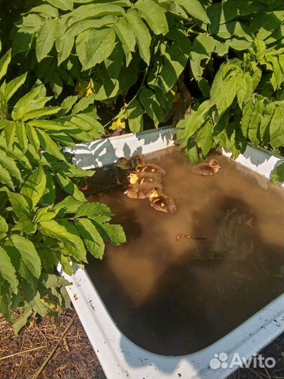 Утята индоутки