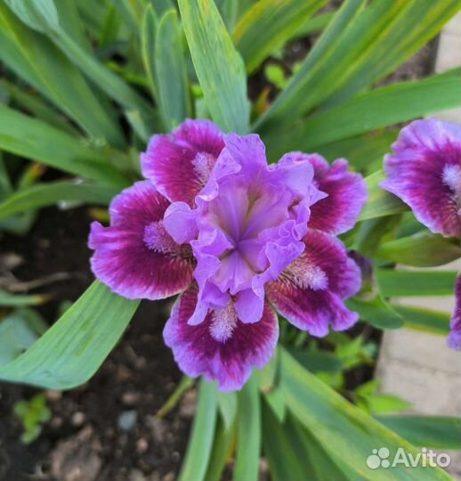 Ирисы карликовые