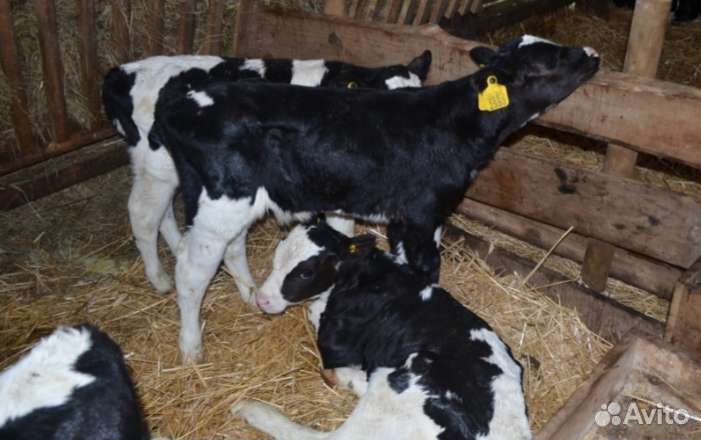 Бычки телята