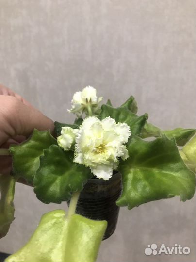 Фиалка «бриллиант тиффани»