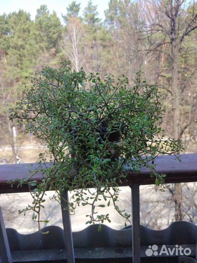 Комнатные растения, цветы