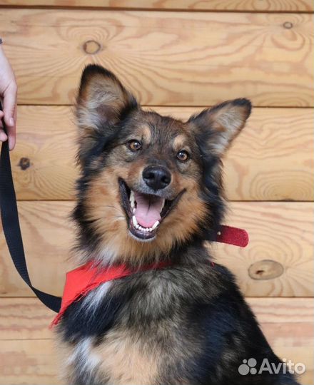 Позитивный песик Рэкс в добрые руки