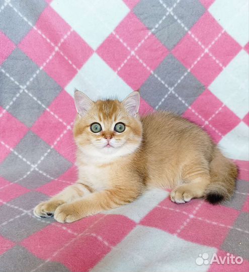 Британский золотой котик
