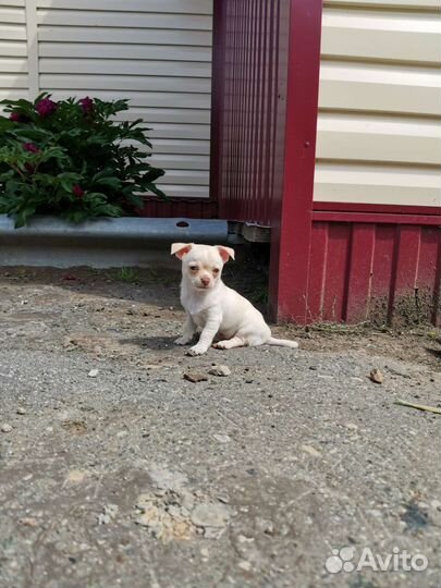 Щенки чихуахуа