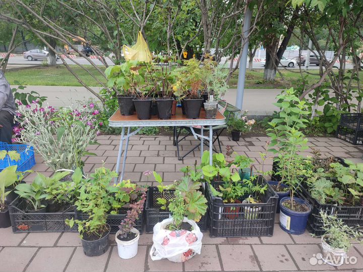 Многолетники. Большой выбор