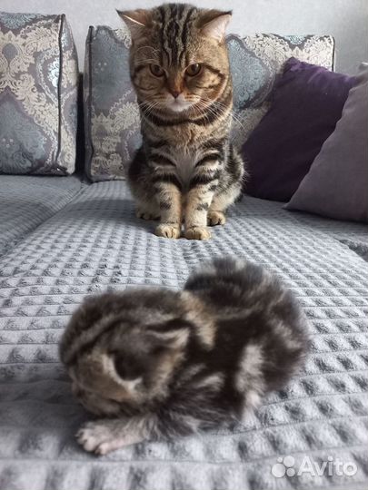 Шотландские котята