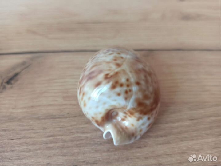 Морская раковина