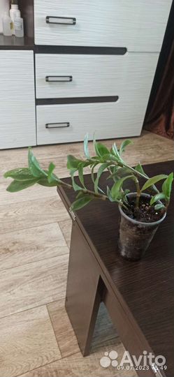 Традесканция зеленая