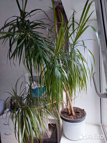 Пальма драцена