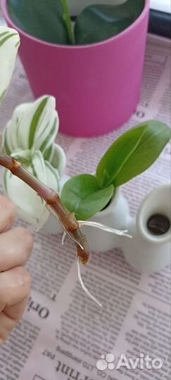 Традесканция кудрявая