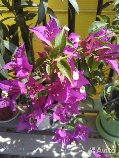 Бугенвиллия, сингониум, фил, калатея, седум