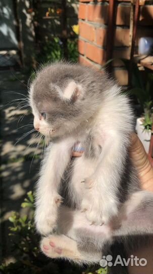 Шотландские вислоухие котята