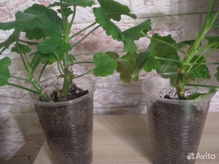 Пеларгония April Snow