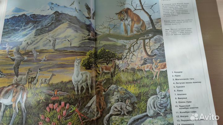 Большая Энциклопедия животных