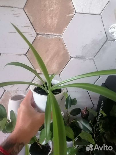 Цветы комнатные