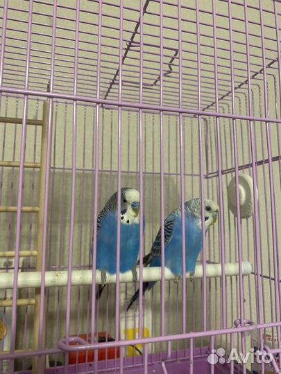 Волнистый попугай