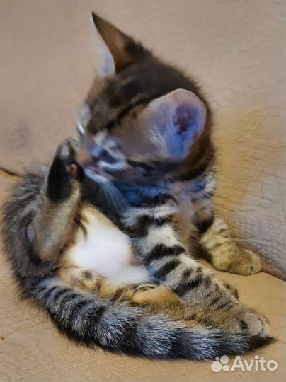 Бенгальская кошка