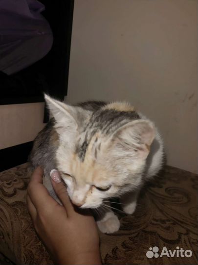 3-цветный котенок