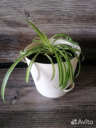 Хлорофитум