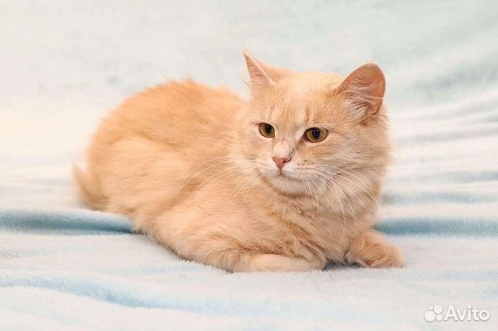 Котёнок, рыжая малышка Злата ищет семью