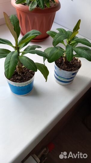 Домашние цветы