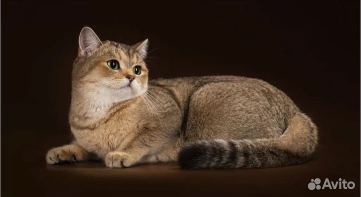 Шотландский кот вязка
