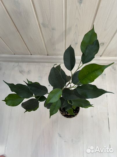 Фикус Бенджамина