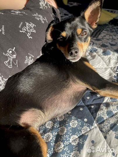 Вязка собак той-терьер