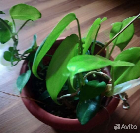 Филодендрон и калла белая корневищная