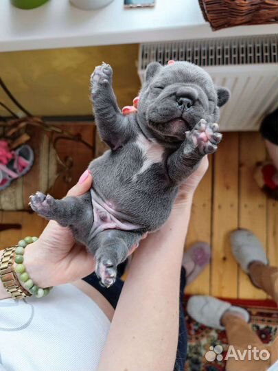 Голубой бульдог