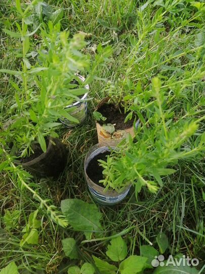 Саженцы травы лечебной